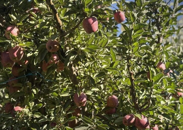 مزارعو التفاح في الزبداني وسرغايا يواجهون خسائر فادحة جراء ارتفاع التكاليف