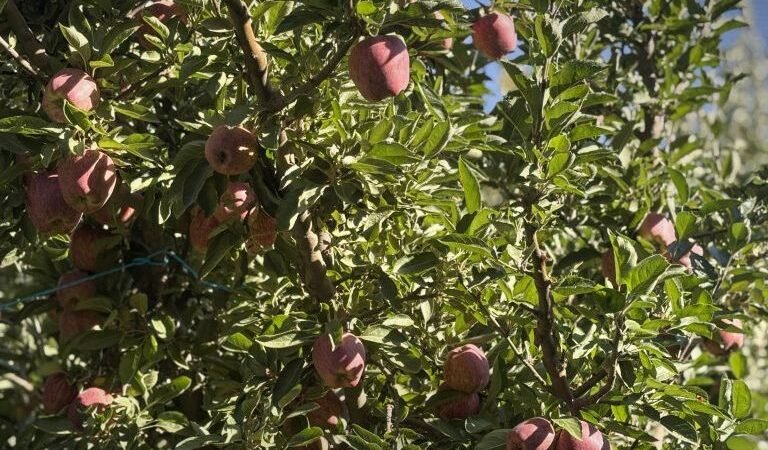 مزارعو التفاح في الزبداني وسرغايا يواجهون خسائر فادحة جراء ارتفاع التكاليف