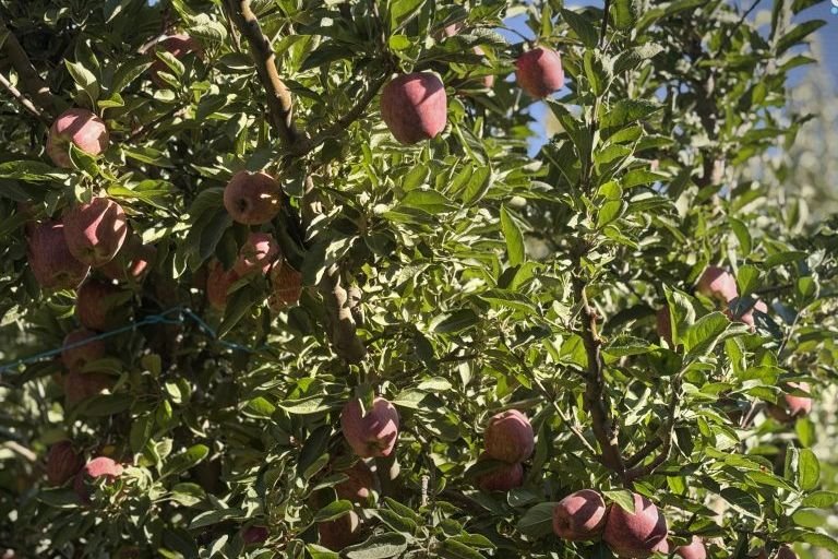 مزارعو التفاح في الزبداني وسرغايا يواجهون خسائر فادحة جراء ارتفاع التكاليف