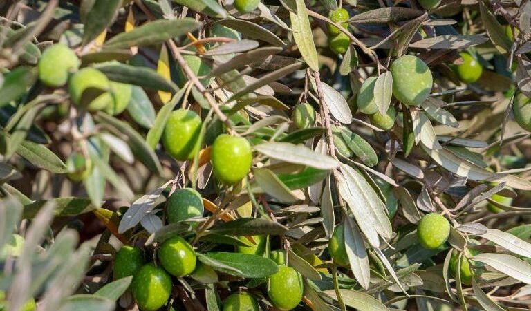 زراعة حمص تقدّر إنتاج الزيتون بـ 85 ألف طن وتستعد لموسم القطاف