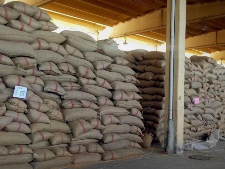 درعا: إكثار البذار تستلم 10 آلاف طن من قمح الموسم الحالي