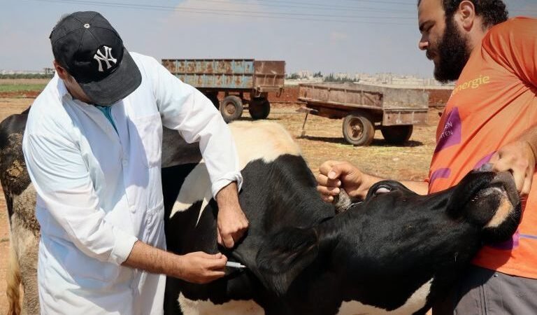 حمص تطلق حملة لتحصين 65 ألف رأس من الأبقار ضد الحمى القلاعية