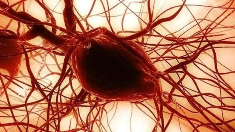 اكتشاف علمي جديد لاستخدام دهون الخدين في ترميم القرنية والعظام