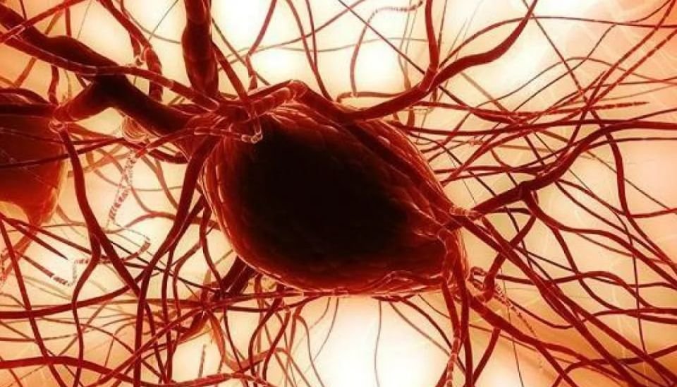 اكتشاف علمي جديد لاستخدام دهون الخدين في ترميم القرنية والعظام