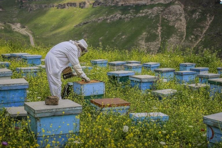 درعا: ارتفاع إنتاج العسل إلى 185 طناً للموسم الحالي
